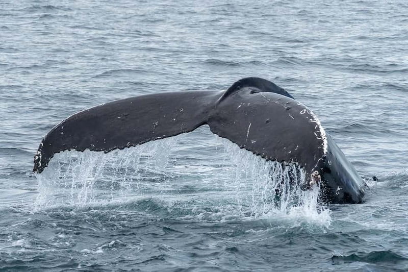 Ólafsvík: Whale Watching Tour - Discover Iceland’s Premier Whale Watching from Ólafsvík