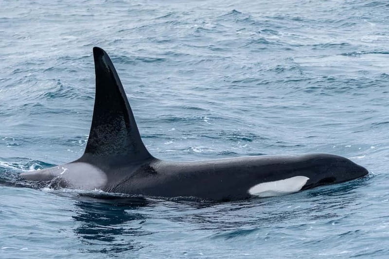 Ólafsvík: Whale Watching Tour - How Guides Ensure Respectful Wildlife Observation