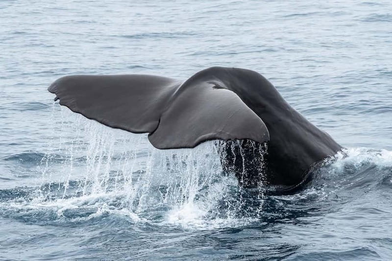 Ólafsvík: Whale Watching Tour - What You Need to Bring for Comfort and Safety