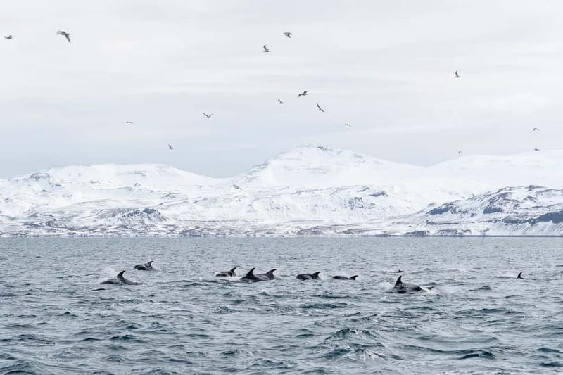 Ólafsvík: Whale Watching Tour - What Sets This Tour Apart from Others in Iceland