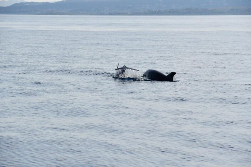 Olbia: Dolphin Watching and Snorkeling Boat Tour - Key Points