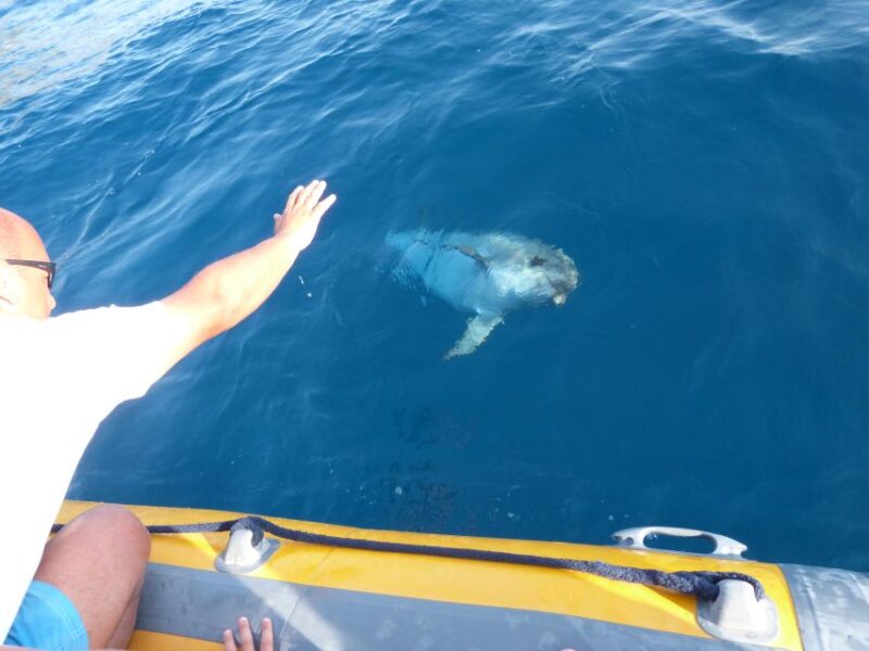 Olbia: Dolphin Watching and Snorkeling Boat Tour - Eco-Conscious Approach by the Provider