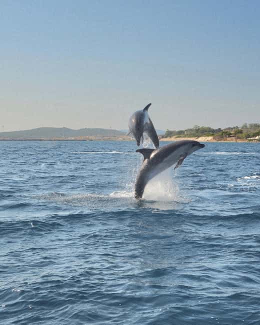 Olbia: Dolphin Watching & Snorkeling Boat Tour near Figarolo - Olbia: Dolphin Watching & Snorkeling Boat Tour near Figarolo