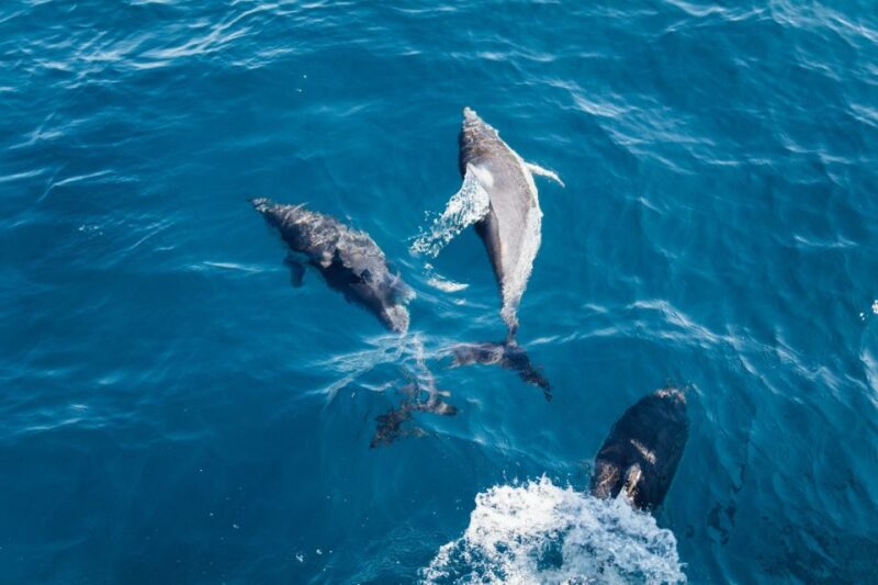 Olbia: Dolphin Watching & Snorkeling Boat Tour near Figarolo - Searching for Wild Dolphins in Figarolo Bay