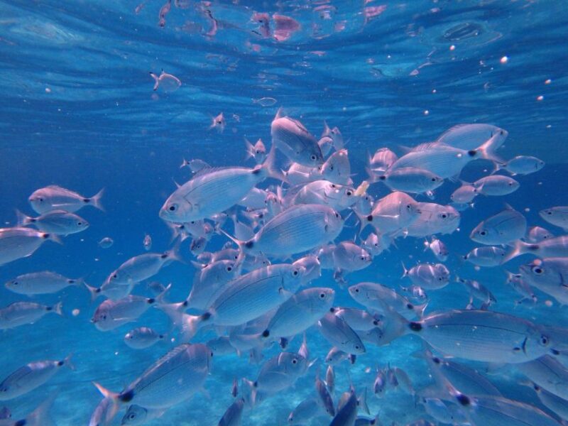 Olbia: Dolphin Watching & Snorkeling Boat Tour near Figarolo - Food and Refreshments: Sardinian Flavors on Board