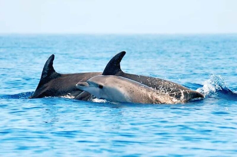 Olbia: Dolphin Watching & Snorkeling Boat Tour near Figarolo - The Itinerary Detailed: Stops and Highlights
