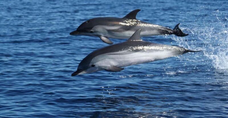 Olbia: Dolphin Watching & Snorkeling Boat Tour near Figarolo - The Experience from the Captains Perspective