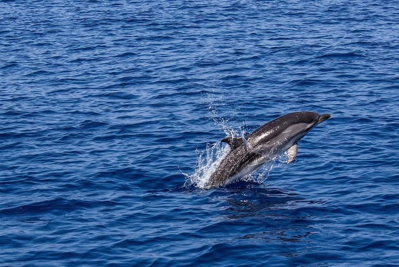 Olbia: Dolphin Watching & Snorkeling Boat Trip - Departing from Olbia’s Viale Isola Bianca