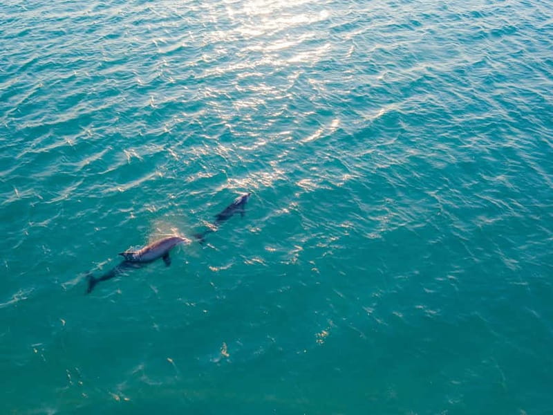 Olbia: Dolphin Watching & Snorkeling Boat Trip - Dolphin Watching in Golfo Aranci