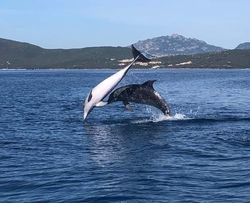Olbia: : ecological boat trip for dolphin spotting - Discover Olbia’s Eco-Friendly Dolphin Spotting Adventure