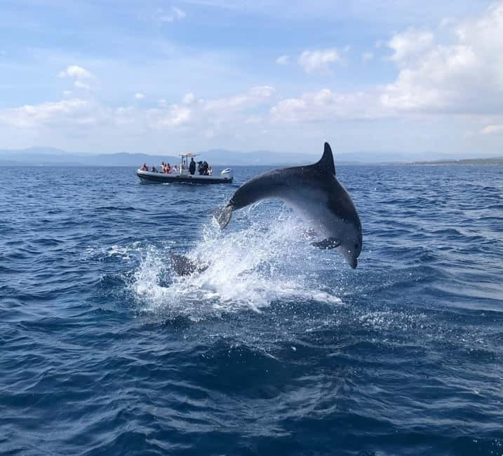 Olbia: : ecological boat trip for dolphin spotting - Key Points