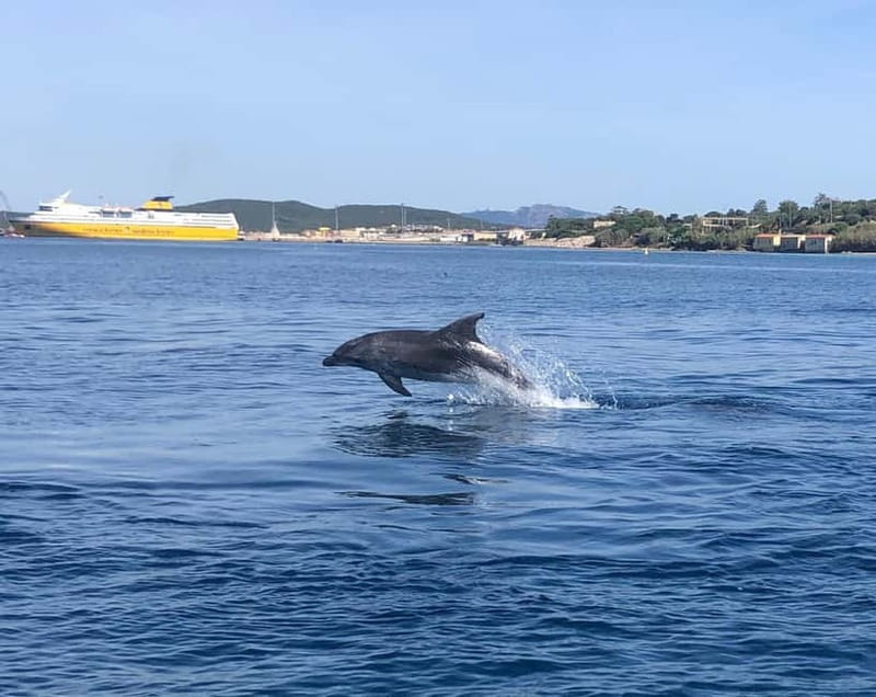 Olbia: : ecological boat trip for dolphin spotting - Practical Details: Duration, Language, and Flexibility