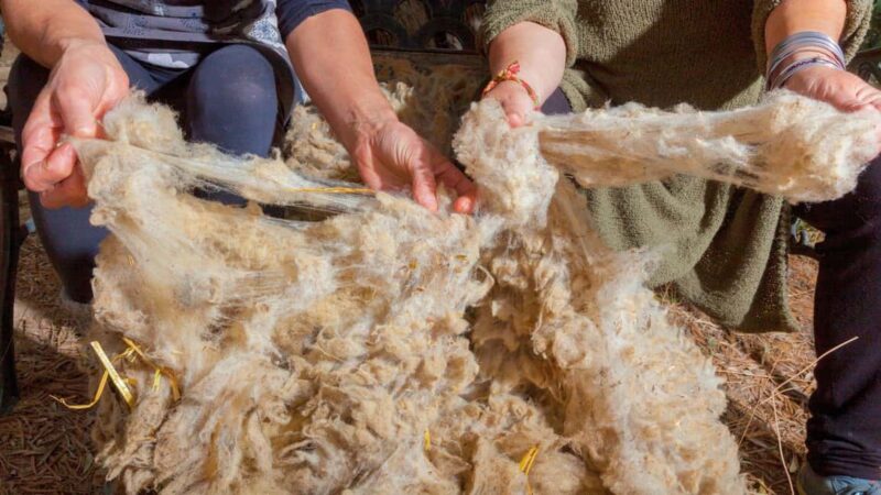 Olbia: Learn About the Wool Supply Chain from an Expert - Practical Details: Meeting Point and Accessibility