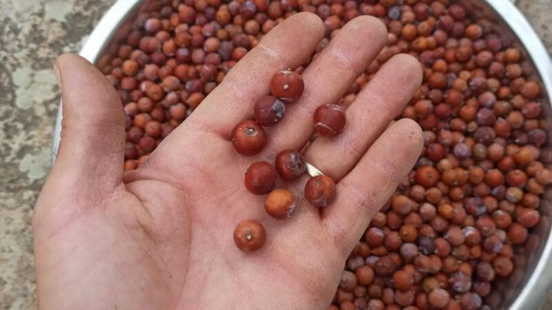 Olbia: visit a gin-making factory with tasting - The Guide and Personal Touch