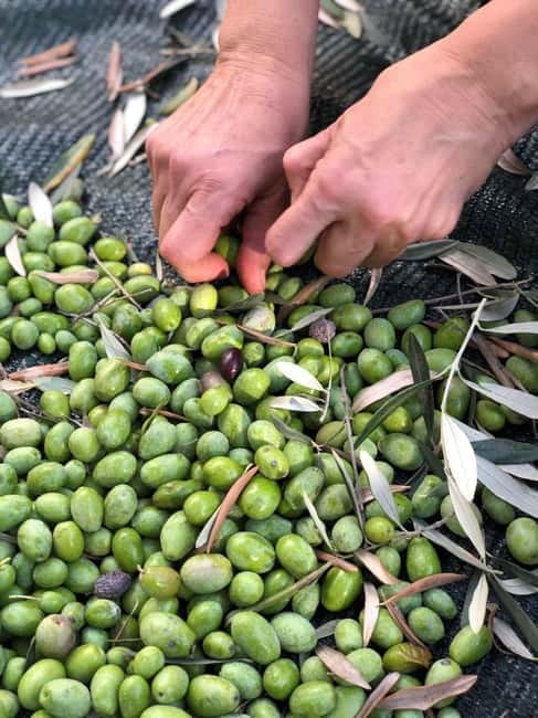 Old Town Bar, Old Olive Tree and the region of olive groves - Visiting the Olive Villa and Surrounding Olive Groves