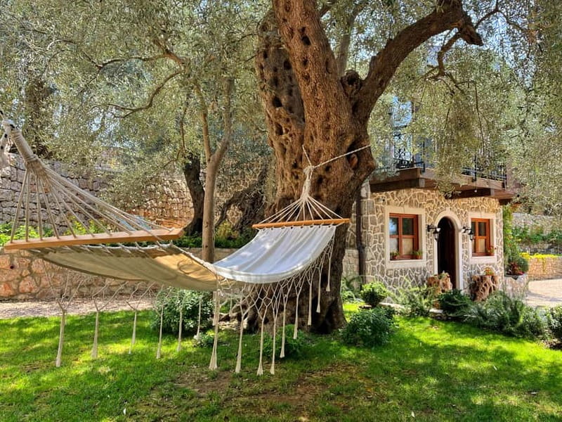 Old Town Bar, Old Olive Tree and the region of olive groves - Why Choose This Montenegrin Olive and Old Town Tour?