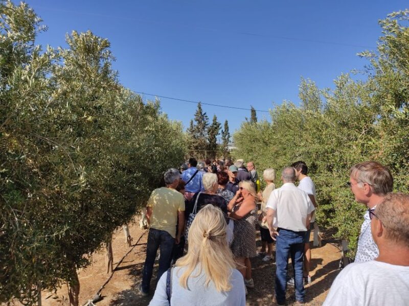 OleoAlmanzora: Guided tour olive groves and EVOO facilities - Discover the World of Olive Oil with OleoAlmanzora in Pulpí