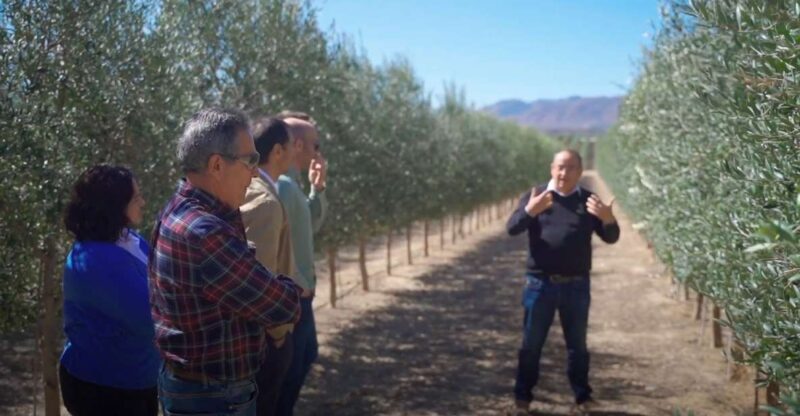 OleoAlmanzora: Guided tour olive groves and EVOO facilities - Tour of OleoAlmanzora’s Production Facilities