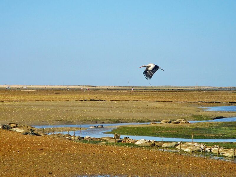 Olhão: 3-Hour Ria Formosa Boat Tour - Swimming and Relaxation in the Lagoon