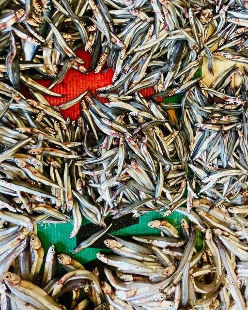 Olhão Fish Market & Food Tour - Value for Money: What’s Included and What’s Not