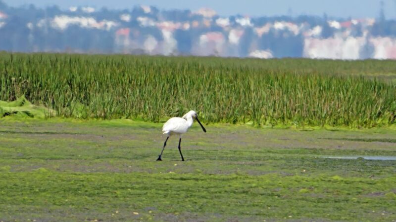 Olhão: Private Boat Tour to Ria Formosa - Discover the Authentic Ria Formosa Experience with a Private Boat Tour from Olhão