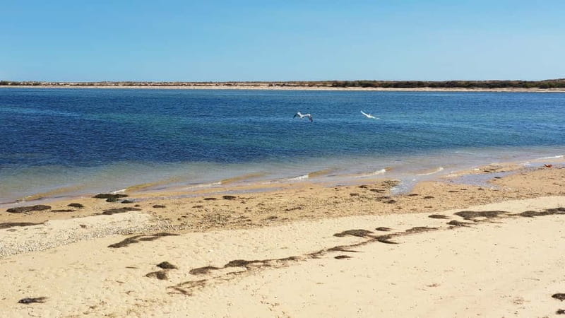 Olhão: Ria Formosa National Park and Islands Boat Cruise - What Sets This Tour Apart from Similar Experiences