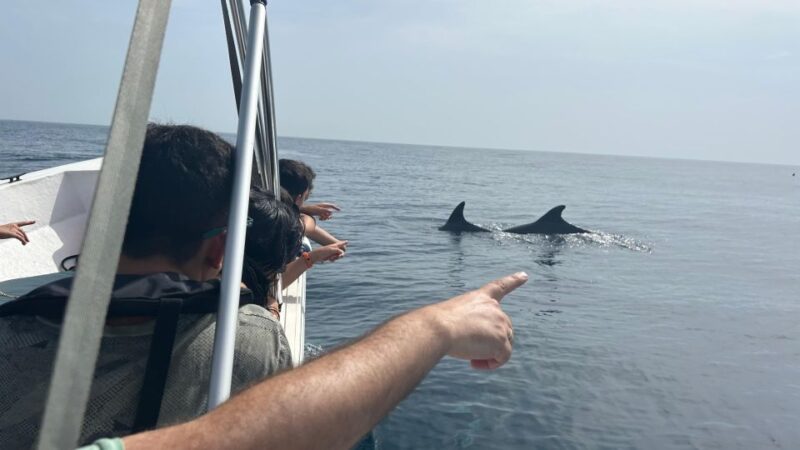 Olhão- Safari Watching Dolphins and other species - Watching Dolphins in Their Natural Habitat