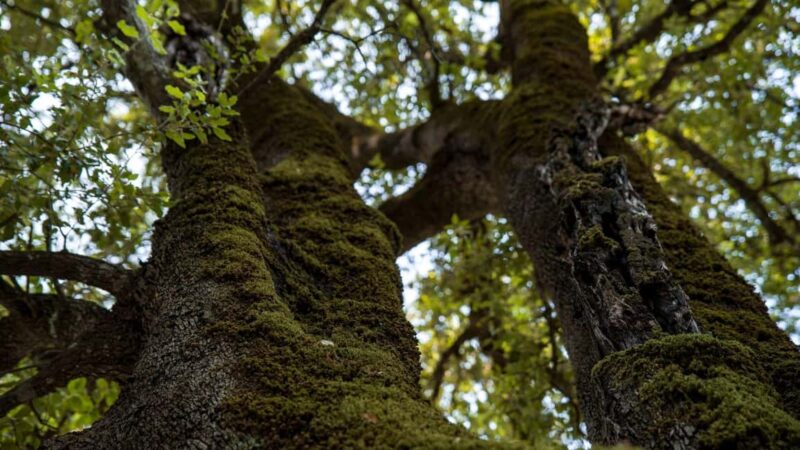 Oliena: Sa Nurre de Su Hoda Cave Hiking - Key Points