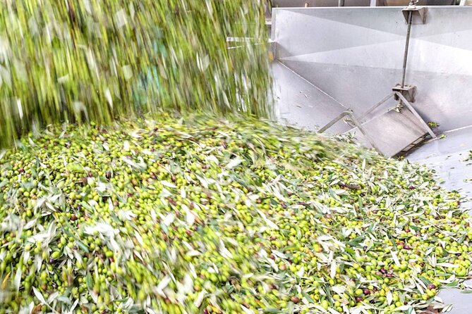 Olio Evo Gold Experience at Frantoio Buonamici in Fiesole - What Makes This Olive Oil Experience Stand Out?