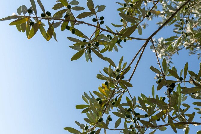 Olio Evo Gold Experience at Frantoio Buonamici in Fiesole - Who Should Consider This Tour?