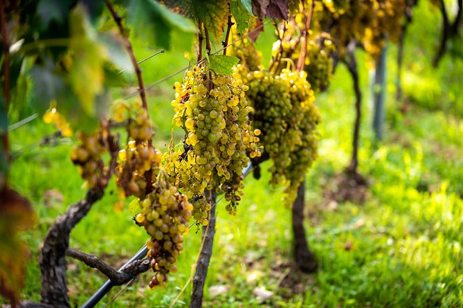 Olive farm & village - The Sum Up: A Personal Touch in Dubrovnik’s Countryside