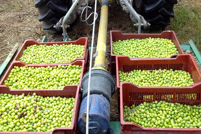 Olive Harvest in Provence - Experience Authentic Olive Harvesting in Provence for $38.05