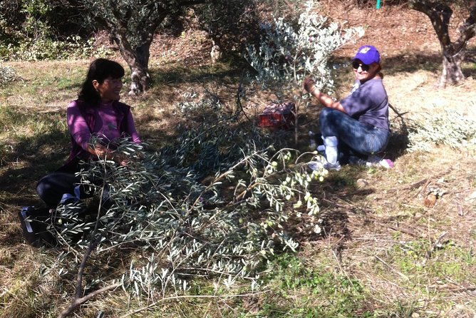 Olive Harvest in Provence - Key Points