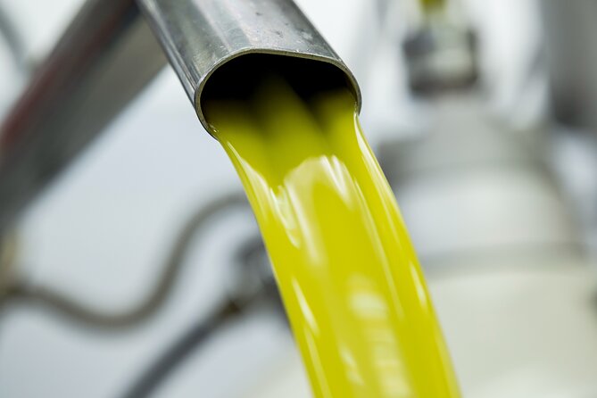 Olive harvest, visit to the oil mill and typical lunch - Exploring the Olive Oil Mill and Processing Machinery