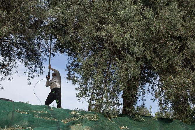 Olive harvest, visit to the oil mill and typical lunch - Tasting Freshly Made Extra Virgin Olive Oil