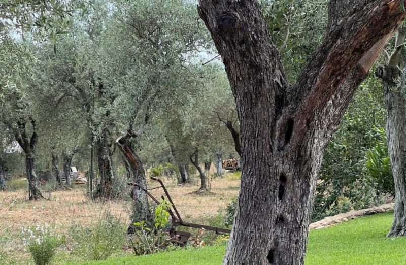 Olive Mill Tour with Olive Oil Tasting in Sassari - Key Points