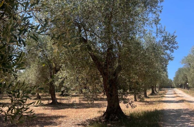 Olive Mill Tour with Olive Oil Tasting in Sassari - Discovering the History and Characteristics of Bosana Olives