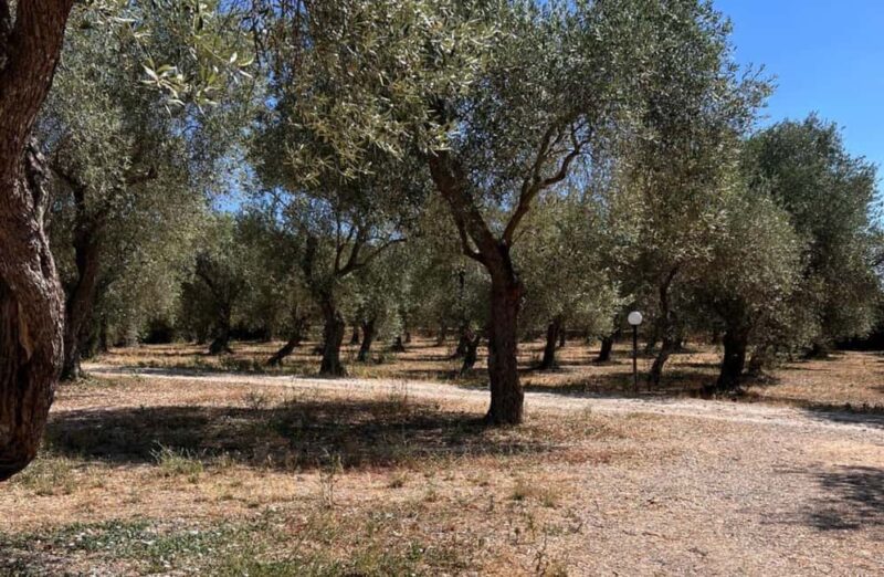 Olive Mill Tour with Olive Oil Tasting in Sassari - Walking Through Centuries-Old Olive Groves
