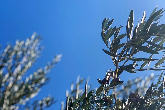 Olive Oil, Cheese, and Wine Tasting with Local Expert - Starting Point at Il Fiorello Olive Oil Company