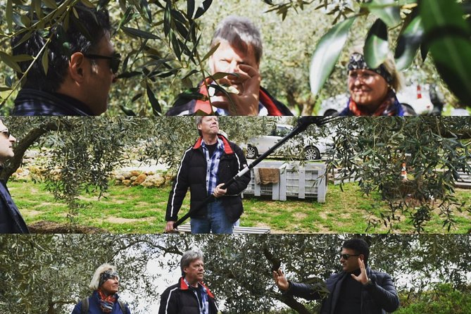 Olive Oil Experience - Visiting the Olive Grove: Cultivation and Harvesting Techniques