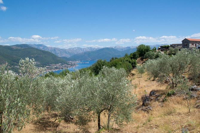 Olive oil farm to fork experience & short walking tour of Kotor - Olive Oil Farm to Fork Experience & Short Walking Tour of Kotor: A Deep Dive into Montenegro’s Olive Heritage