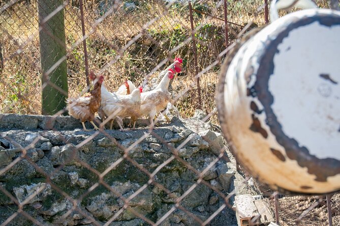 Olive oil farm to fork experience & short walking tour of Kotor - Farm-to-Table Tasting and Local Delights