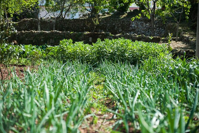 Olive oil farm to fork experience & short walking tour of Kotor - Scenic Views and the Lookout Point