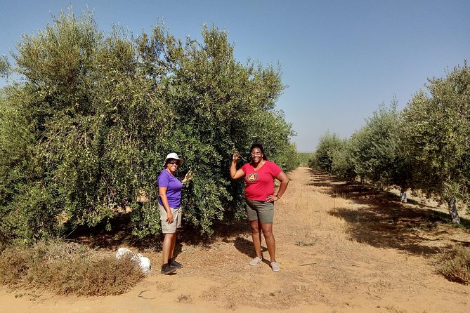Olive Oil Farm Tour with Tasting from Seville - Explore the Secrets of Olive Oil in Seville