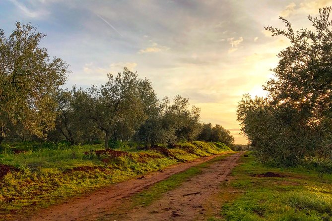 Olive Oil Farm Tour with Tasting from Seville - Walking Through Olive Groves: An Educational Stroll