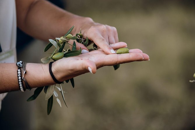 Olive oil Mill Visit-Kalamata Olives and Olive oil Tasting - The Significance of Olive Trees and the Harvesting Process