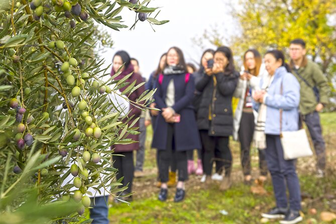 Olive Oil Mill Visit with Extra-Virgin Olive Oil Tasting in Jaén - Exploring the Surrounding Olive Groves