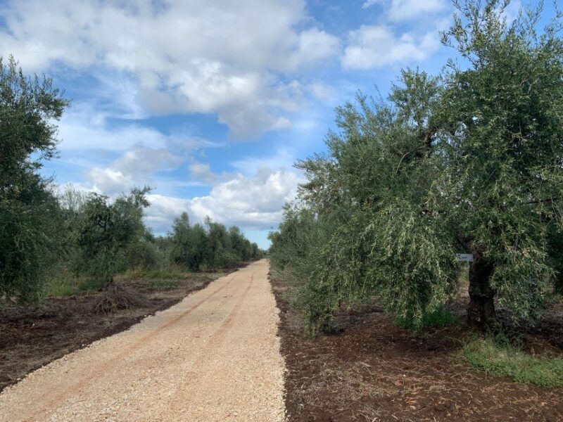 Olive oil tasting and olive grove walking tour - Key Points