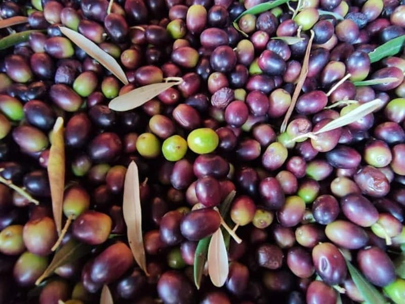 Olive Oil Tasting and Visit at Lake Como - Comparing and Booking the Experience