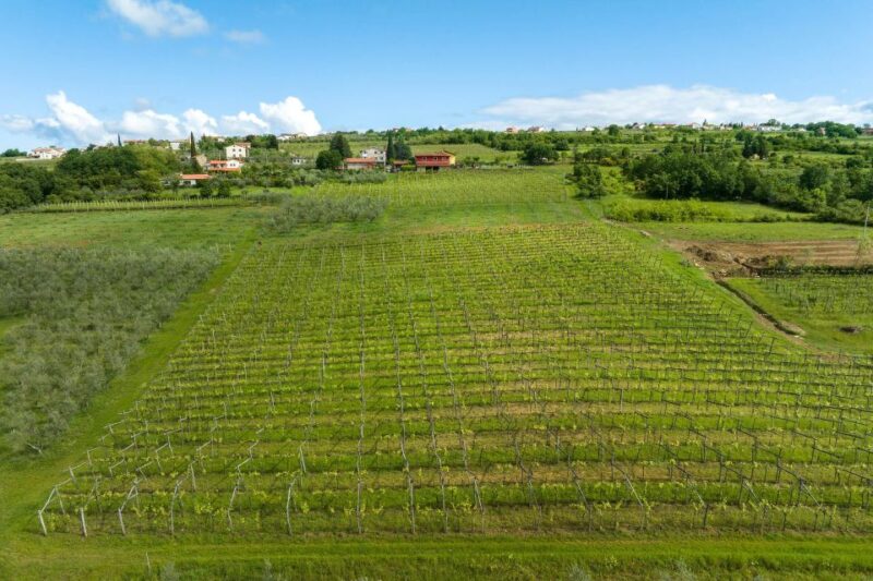 Olive Oil Tasting Experience a Journey of Flavors and Aromas - Explore the Slovenian Istria Olive Grove and Village of Marezige for a Flavorful Tasting